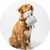 dog image